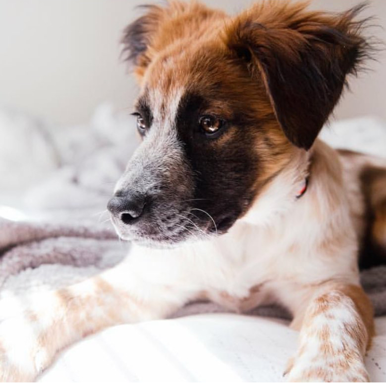 Benji, an aussie mix, relaxing on a bed and looking at the camera
